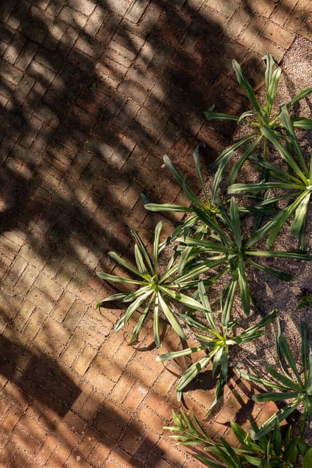 House around the Tree